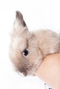 The woman holds a small Dutch rabbit in her hands