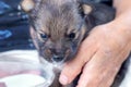 A woman holds a small puppy in her arms and feeds him milk Royalty Free Stock Photo