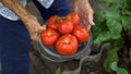 woman holds a tomato harvest in hand im back yard Royalty Free Stock Photo
