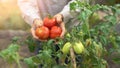 woman holds a tomato harvest in hand im back yard Royalty Free Stock Photo