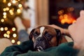 Woman At Home Cuddling Pet French Bulldog Dog By Fire At Christmas Royalty Free Stock Photo