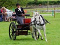 Woman horse driving