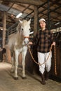 Woman horse holder leading white horse in stabling Royalty Free Stock Photo