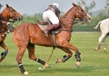 Woman horse polo player