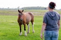 Woman and horse showdown Royalty Free Stock Photo