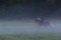 Woman horseback riding in evening dusk Royalty Free Stock Photo