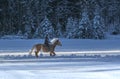 Woman horseback riding in winter in snow forest Royalty Free Stock Photo