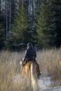 Woman horseback riding in winter in snow forest Royalty Free Stock Photo