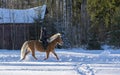 Woman horseback riding in winter snow Royalty Free Stock Photo