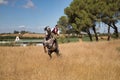 Woman horsewoman, young and beautiful, performing cowgirl dressage exercises with her horse, in the countryside. Concept horse