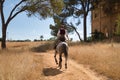 Woman horsewoman, young and beautiful, running at a trot with her horse, on a path with pine trees in the countryside. Concept