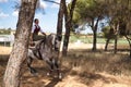 Woman horsewoman, young and beautiful, running at a trot with her horse, among the pines in the countryside. Concept horse riding