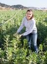 Woman horticulturist showing blooming faba bean bushes