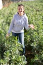 Woman horticulturist showing blooming faba bean bushes