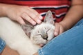 Woman hug Cute cat. Friendship Animal lover. trust  love Friend of human Royalty Free Stock Photo