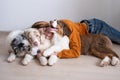 Woman hug three beatiful Small merle Australian shepherd puppy dog Royalty Free Stock Photo