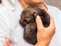 The woman hugged a small newborn puppy. Puppy in the arms of an elderly woman Royalty Free Stock Photo