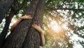 Woman hugging a big tree in the outdoor forest, Ecology and nature, Protect environment and save the forest, Energy sources Royalty Free Stock Photo