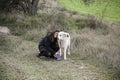 Woman hugging dog Royalty Free Stock Photo