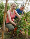 Woman with husband examining harvest of tomatoes