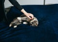 Woman ib black sweater is petting her fluffy grey cat. Happy pet is lying on the blue blanket and enjoys Royalty Free Stock Photo