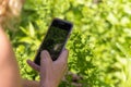 Woman identifying plants using smartphone app in nature Royalty Free Stock Photo