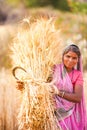 Woman in India harvest wheat