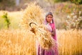 Woman in India harvest wheat