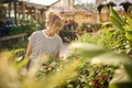 Woman Inside Greenhouse In Garden Centre Choosing And Buying Red Echinacea Plant Royalty Free Stock Photo