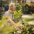 Woman Inside Greenhouse In Garden Centre Choosing And Buying Red Echinacea Plant Royalty Free Stock Photo