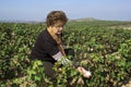 A woman inspecting cotton quality