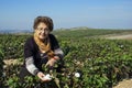 A woman inspecting cotton quality