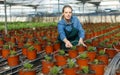 Woman inspecting oregano seedlings