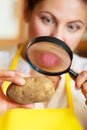 Woman inspecting potato with magnifying glass. Royalty Free Stock Photo