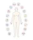 Woman Internal Organs Infographic Poster