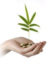 Investing money in environment Royalty Free Stock Photo