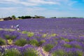 A woman isolated in a levender field at Valensole, Provence, France. Royalty Free Stock Photo