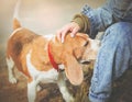 A woman in jeans gently strokes a cheerful, playful Beagle in a red collar, which sniffs at her