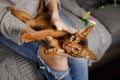 Woman in jeans sitting on sofa and tickling cute Abyssinian cat