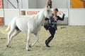 Woman jockey in a dark blue dress near a white horse. During the show. International Equestrian Exhibition Moscow Ridding Hall