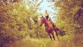 Woman jockey training riding horse. Sport activity Royalty Free Stock Photo