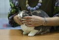 Woman judge hands estimating breed of pedigreed cat. Cat show