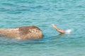 Woman jumping in blue water.Girl in blue bikini jumps and dives from big stone into sea.ÃÂ¡oncept of recreation,vacation Royalty Free Stock Photo