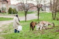 The woman keeps goats in the pasture Royalty Free Stock Photo