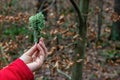 Woman keeps a green lichen or algae moss in her hand, autumn forest in the background