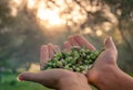 Woman keeps in her hands some of harvested fresh olives.