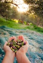 Woman keeps in her hands some of harvested fresh olives.