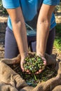 Fresh olives harvesting from agriculturists in a field of olive trees for extra virgin olive oil production. Royalty Free Stock Photo