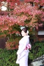 Woman in Kimono dress and pink sash standing with background red leaves in autumn garden at Kiyomizu temple. Royalty Free Stock Photo