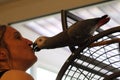 A woman kissing her pet African Grey Parrot Royalty Free Stock Photo